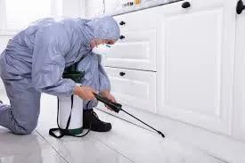 Wasp Control Services: Safe Ways to Protect Your Property